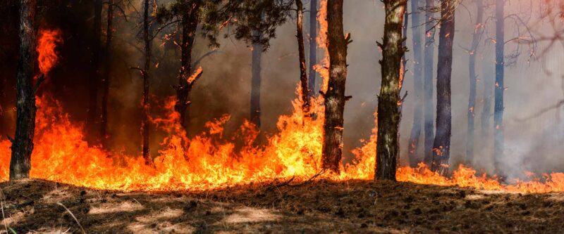 wildfire