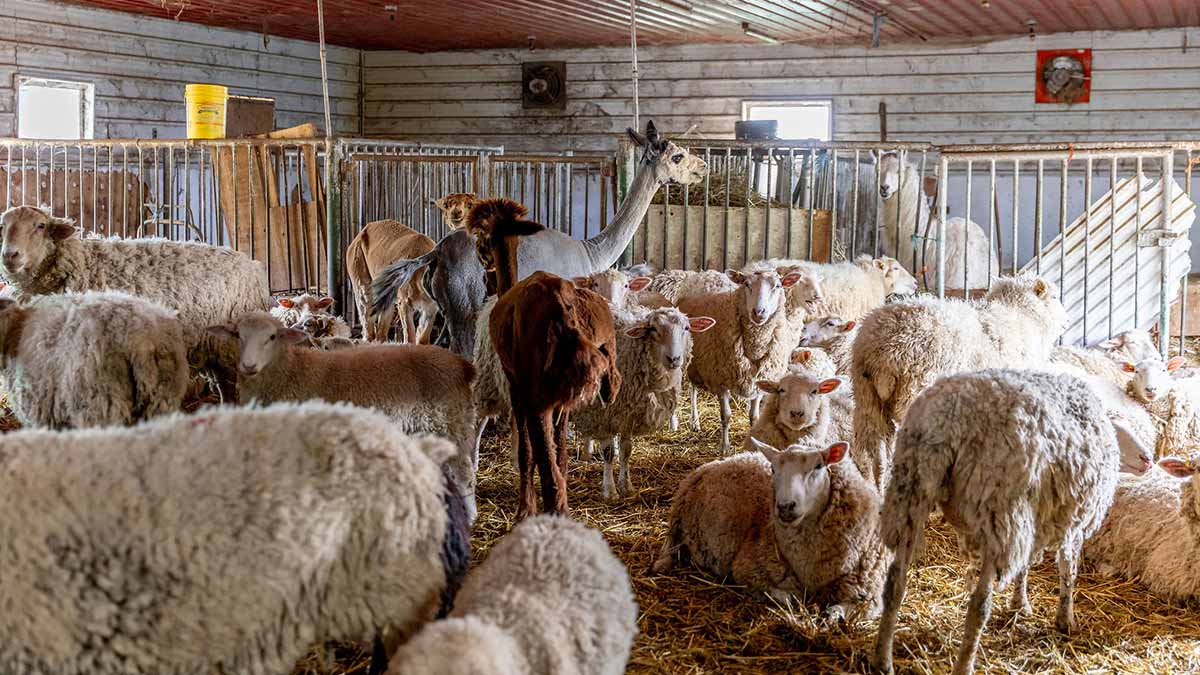 Barn with sheep and other animals at Willowtree Farm in Port Perry.